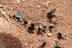 Arniocera auriguttata