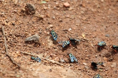 Arniocera auriguttata