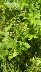 Aegopodium podagraria