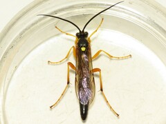 Limerodops belangeri