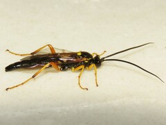 Limerodops belangeri