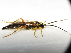 Limerodops belangeri