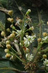 Trimenia neocaledonica