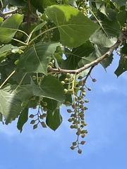 Populus