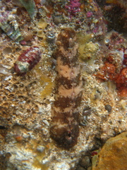 Cryptoplax striata