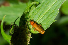 Rhagonycha translucida