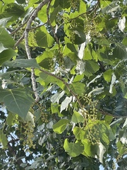 Populus