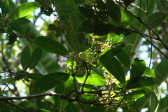 Trimenia neocaledonica