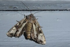 Ichneutica insignis