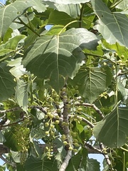 Populus
