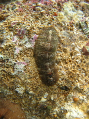 Cryptoplax striata