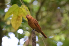 Rhytipterna holerythra