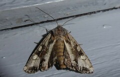 Ichneutica insignis