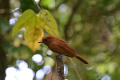 Rhytipterna holerythra