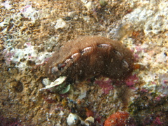 Cryptoplax striata