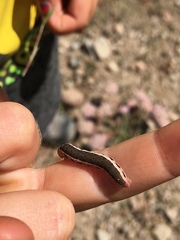 Proserpinus clarkiae