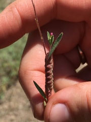 Proserpinus clarkiae