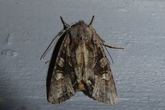 Ichneutica insignis