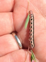 Proserpinus clarkiae