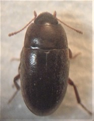 Archeocrypticus topali