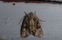Ichneutica insignis