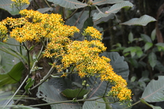 Dendrophorbium