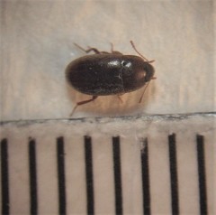 Archeocrypticus topali