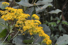 Dendrophorbium