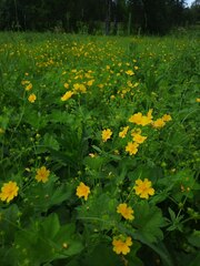 Potentilla chrysantha
