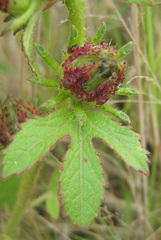 Hibiscus cannabinus
