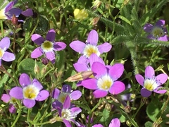 Nemophila menziesii