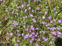 Nemophila menziesii
