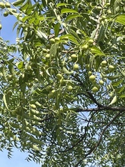 Azadirachta indica