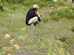 Nemophila menziesii