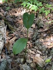 Galearis spectabilis