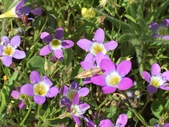 Nemophila menziesii