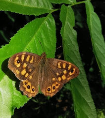 Pararge aegeria