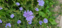 Cichorium intybus