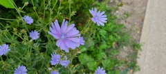 Cichorium intybus