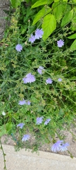 Cichorium intybus