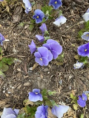 Viola × wittrockiana