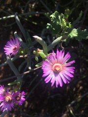 Ruschia klipbergensis