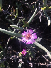 Ruschia klipbergensis
