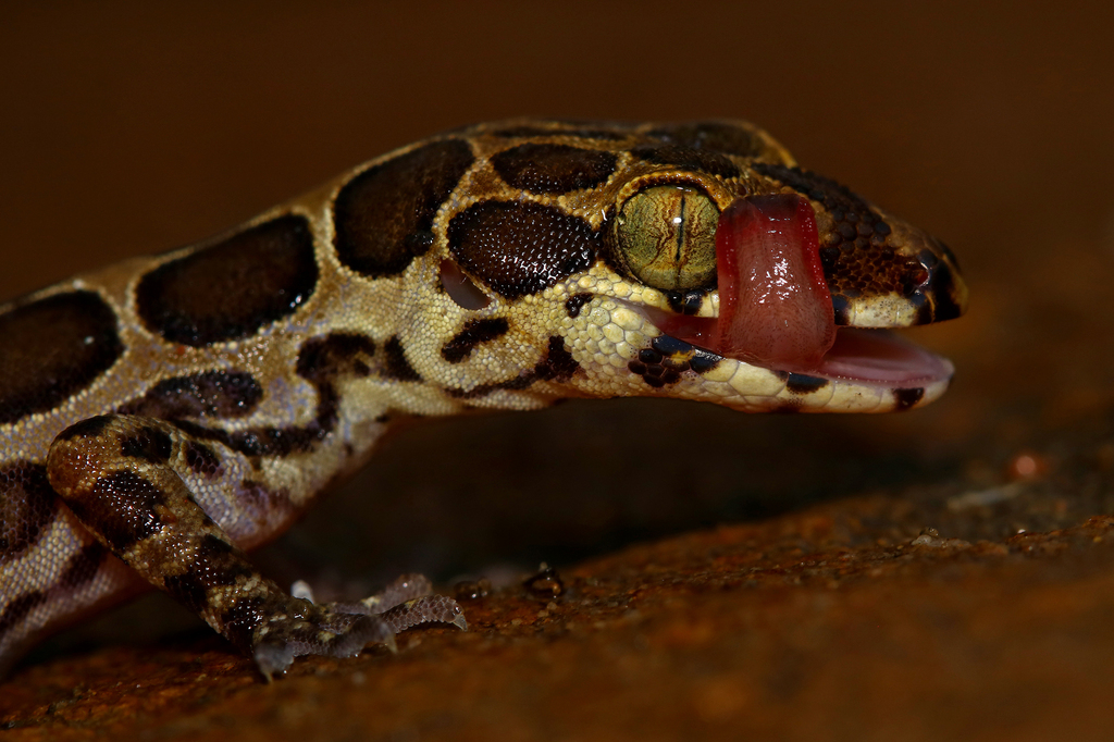 Giri's Geckoella