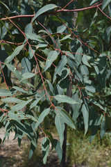 Eucalyptus similis