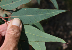 Eucalyptus similis