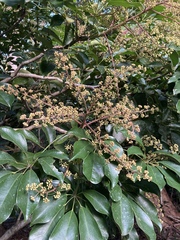 Heptapleurum arboricola