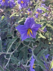 Solanum elaeagnifolium
