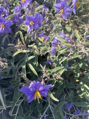 Solanum elaeagnifolium