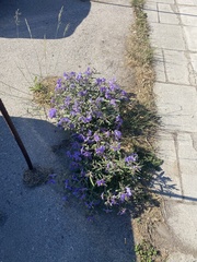Solanum elaeagnifolium